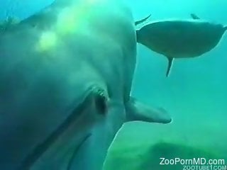 Underwater seduction for a man in love with marine mammals