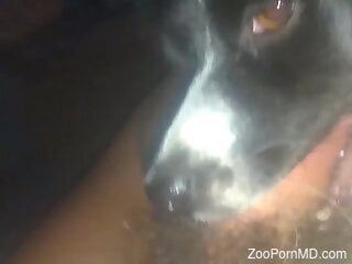 Sexy animal deepthroating a dude's meaty cock