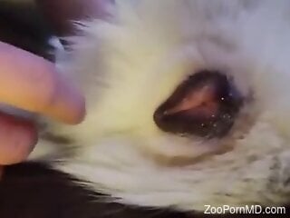 Nude male finger fucks the dog's tiny pussy to suit his needs