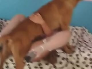 Free bestiality and zoophilia porn