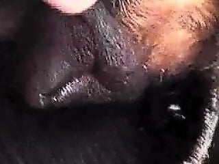 Free bestiality and zoophilia porn