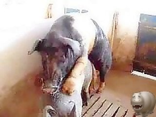 Zoo porno and bestiality