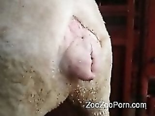 Real-Zoo-Sex