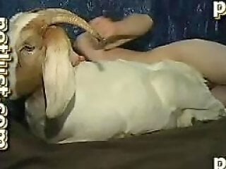 Free bestiality and zoophilia porn